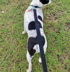 Pearl (Adoption Pending) photo 2