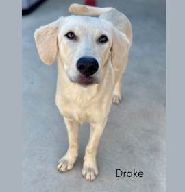 Photo of Drake