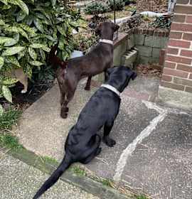 Nova and Eddie photo 4