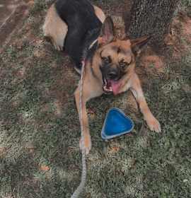 Photo of Callie (CL)