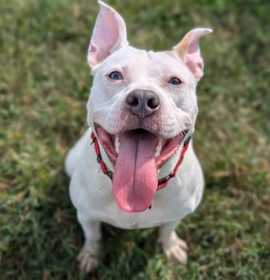 Key Key Dance - In Foster photo 1