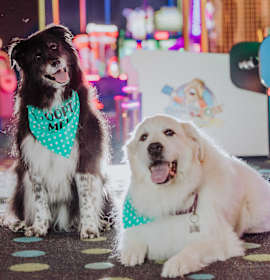 Photo of Molly - Free Spirited Sidekick