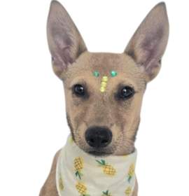 Photo of LUCKY CHARM