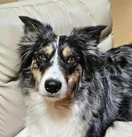 Photo of Paprika in PA!