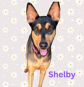 Photo of Shelby