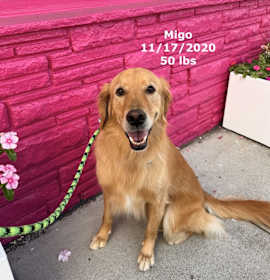 Photo of Migo