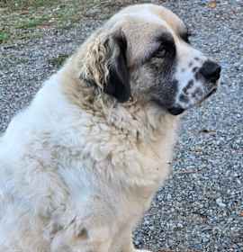 Photo of Rosalie aka Ms. Rosa