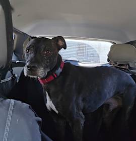 Photo of Rex (In Foster)