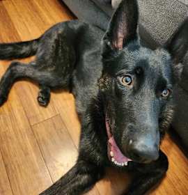 Photo of Kraven (CL)