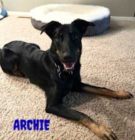 Photo of Archie (Courtesy Post)