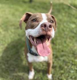 Photo of 182745 Remmington