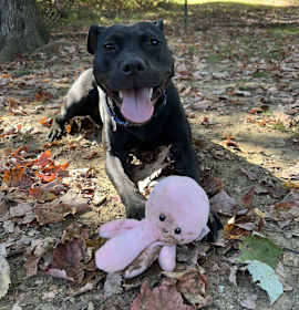 Dolly (Mall of NH) photo 1