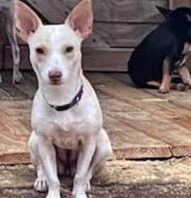 Photo of Henny Penny