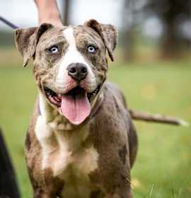 Photo of Aspen - Tyner NC