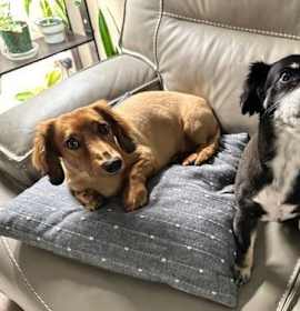 Photo of Gracie  -  Bonded With George  -  Las Vegas