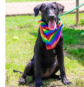 Edie (aka Ziti) photo 3