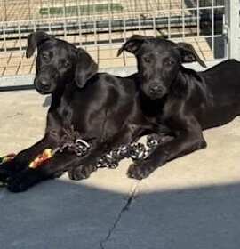 Edie (aka Ziti) photo 4