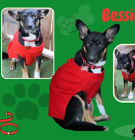 Photo of Bessie