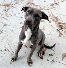 Photo of Sweetie 25-D0487