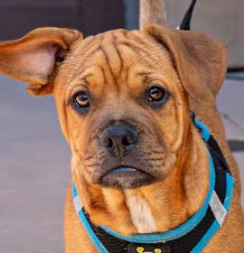 Photo of Row - Adopt Me!