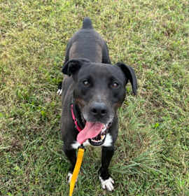 Dior FKA Minotaur photo 3