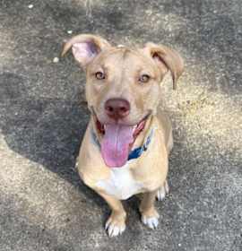 Photo of Ghost Pepper