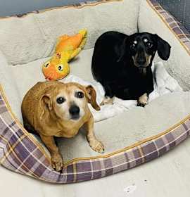 Photo of Jake and Scarlett bonded Pai