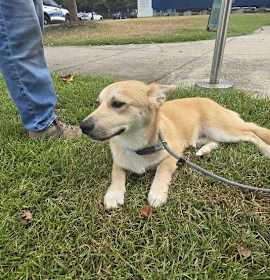 Yoshi (In Foster) photo 2