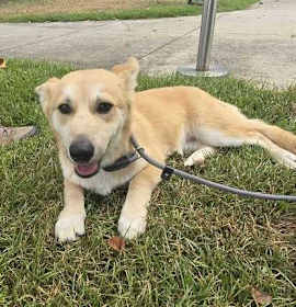 Yoshi (In Foster) photo 3