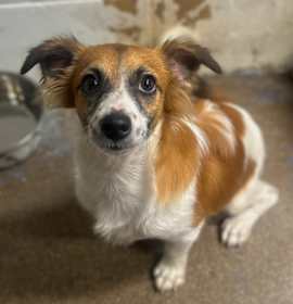 Chicken Nugget photo 1