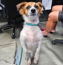 Chicken Nugget photo 2