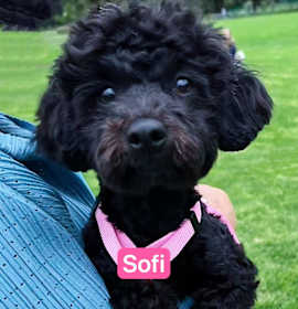 Photo of Sofi