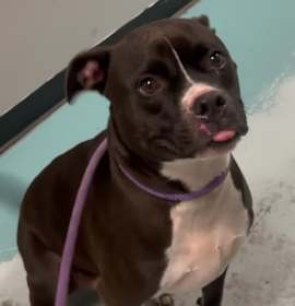 Photo of Jiggy Aka Rocker