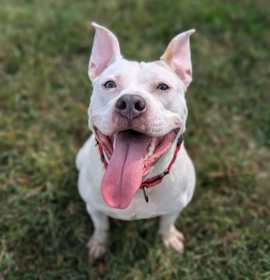 Key Key Dance - In Foster photo 4