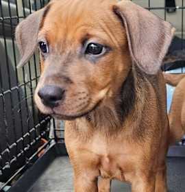 Photo of PUPPY SPRITE