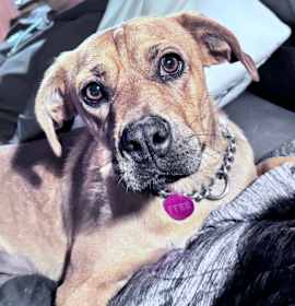 Tilly aka Matilda photo 1