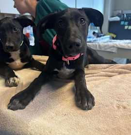 Photo of Mila (pink)