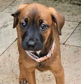 Photo of PUPPY GEORGIA