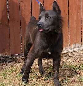 Photo of 251408 Lycan