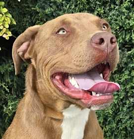 Splendid Sherlock Bones ~ Labrabull photo 1