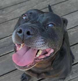 Photo of Walter (Foster Needed)