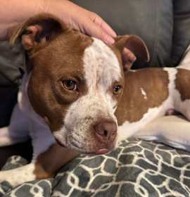 Tank XII (foster) photo 3