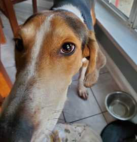 Photo of Humphrey @ Foster