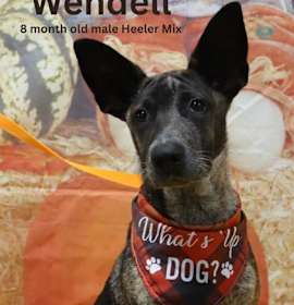 Photo of Adoptable Wendell