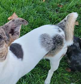 Photo of Ulti (PA) adoption pending!