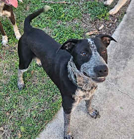 Photo of Bluey (Courtesy)