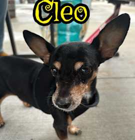 Photo of Cleo