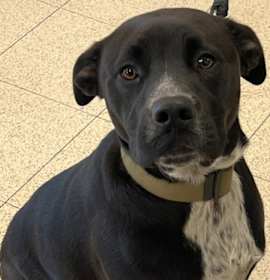 Photo of Bowser B496