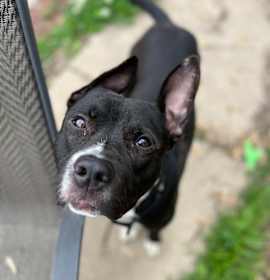 Freddie Gibbs photo 1