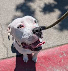 Photo of Mimi (Owner Assist)